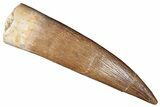 Fossil Plesiosaur (Zarafasaura) Tooth - Top Quality Tooth #287170-1
